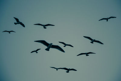 Low angle view of birds flying in the sky