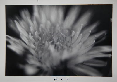 Close-up of flowers