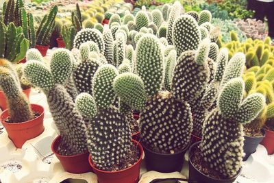 Close-up of prickly pear cactus