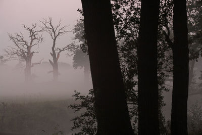 Trees in forest at dawn