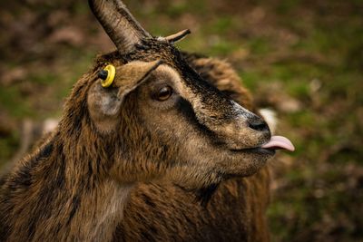 Close-up of goat sticking out tongue