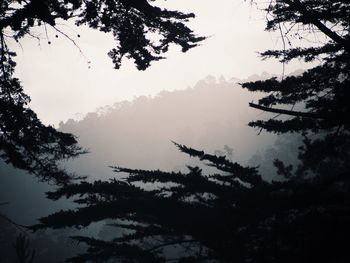 Low angle view of trees against sky