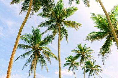 Palm trees, sunny day in tropics. coconut palm tree with big leaves on summer sky 