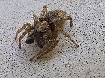 Close-up of dead insect