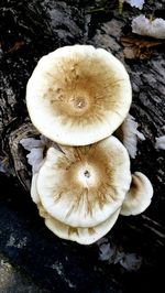 High angle view of mushrooms growing on field