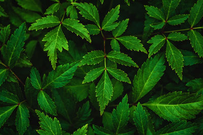 Green leaves of japanese astilbe - astilbe japonica - high angle view