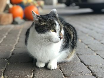 Close-up of cat sitting on sidewalk
