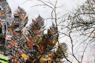 Low angle view of trees against sky