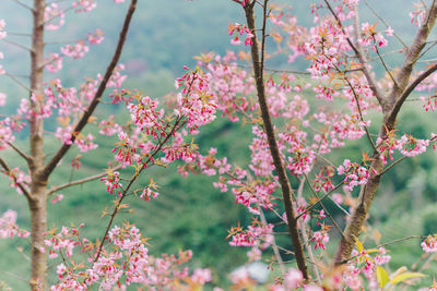 Low angle view of pink flowers blooming against sky