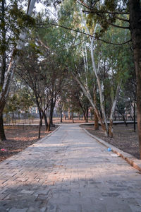 Footpath amidst trees in park