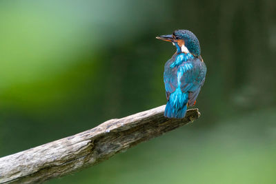 Close-up of bird perching on a branch