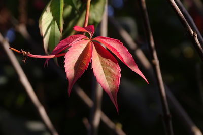 Close-up of red maple leaves