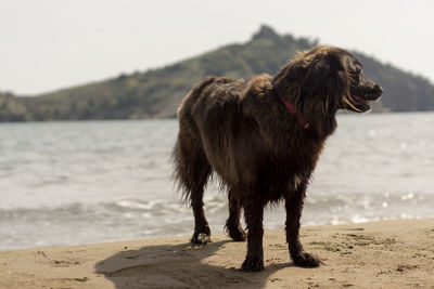 Portrait of a dog on shore