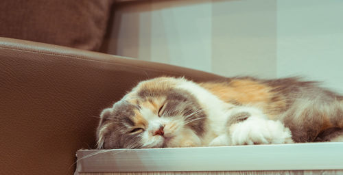Close-up of cat sleeping