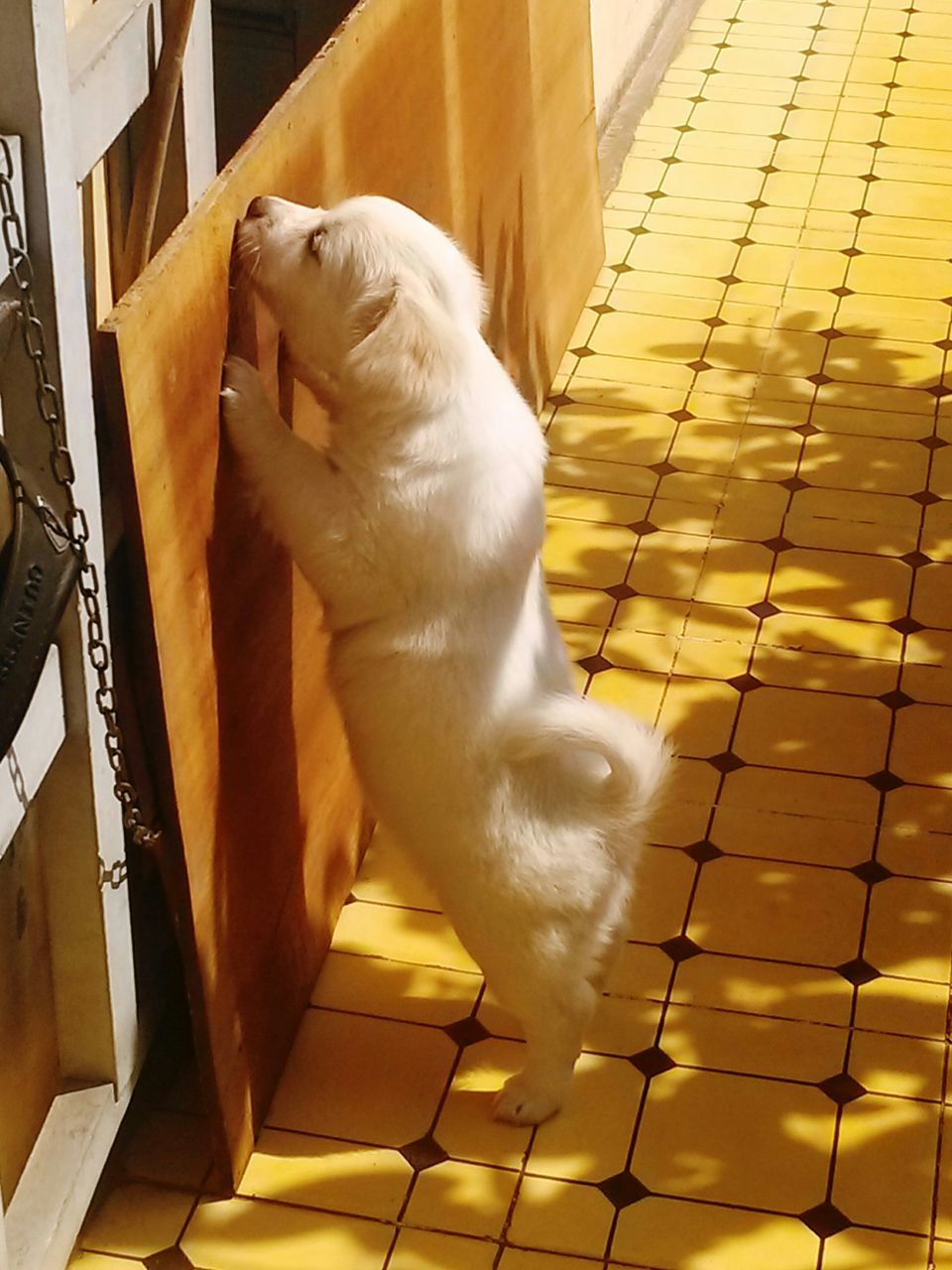 animal themes, one animal, domestic animals, pets, mammal, high angle view, built structure, tiled floor, architecture, dog, sunlight, white color, no people, building exterior, day, steps, outdoors, full length, wall - building feature, tile