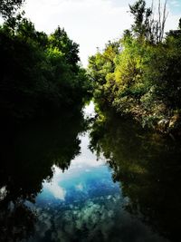 Reflection of trees in forest against sky