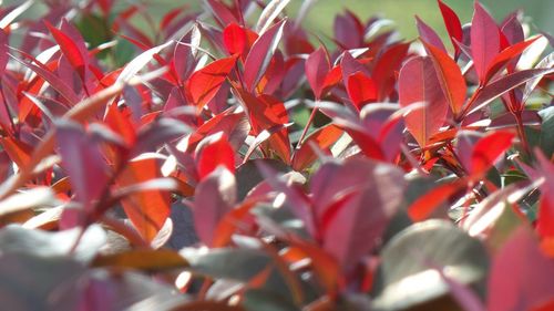 Close-up of red flowering plant