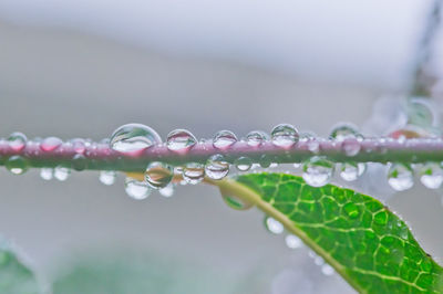 Close-up of raindrops on plant stem