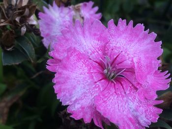 Close-up of pink hibiscus blooming outdoors