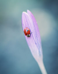 Close-up of ladybug on purple flower