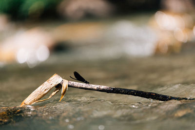 Close-up of driftwood on wood