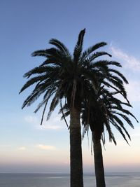 Palm trees at beach against sky