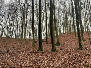 Bare trees in forest