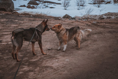 View of dogs on field