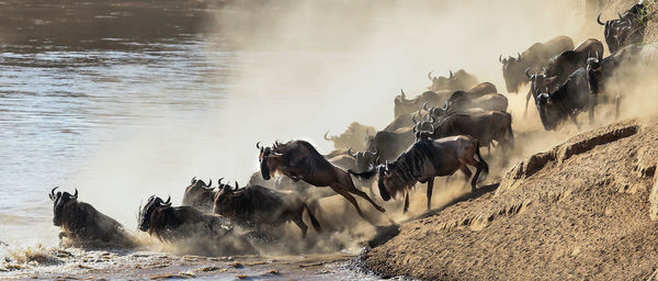 Wildebeest wading into water