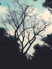 tree