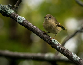 Close-up of bird perching on branch