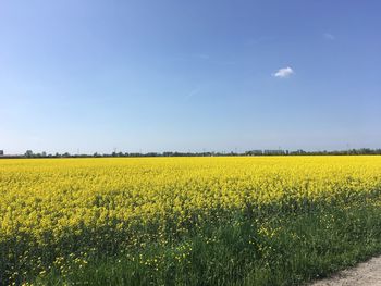 Scenic view of oilseed rape field against sky