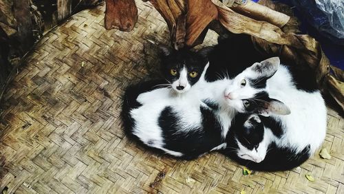 High angle view of cats in basket