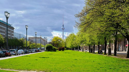 Trees in park with city in background