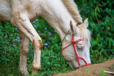 View of a horse on field