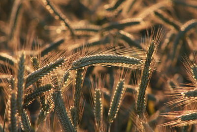 Close-up of barley field