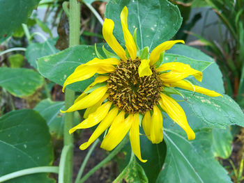 Close-up of butterfly on yellow flower