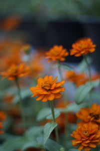 Close-up of orange flowers blooming in yard