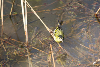 High angle view of bird perching on ground