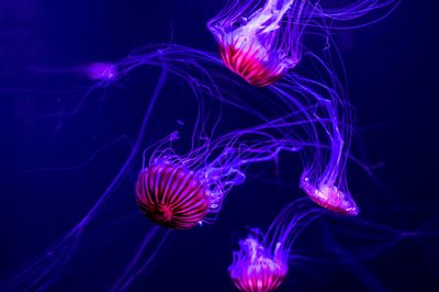 Close-up of jellyfish swimming in sea