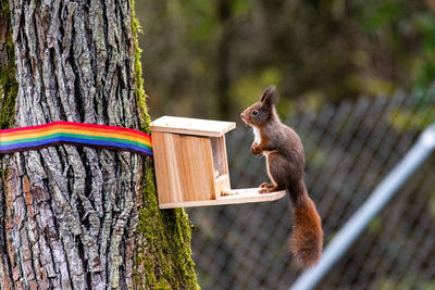 Squirrel on tree trunk