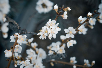 Close-up of white cherry blossom