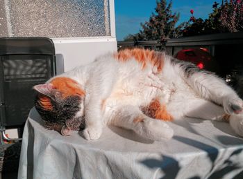 View of cat sleeping on bed