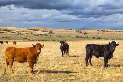 Horses in a field