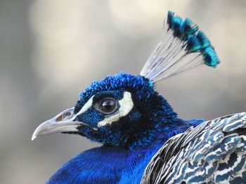 Close-up of peacock