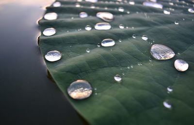 Close-up of water drops on leaves