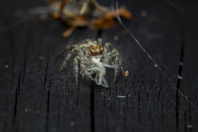 Close-up of spider on wood