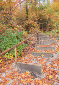 Sunlight falling on staircase in forest during autumn