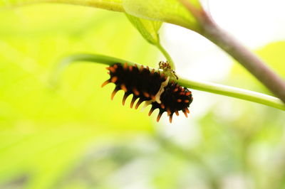 Close-up of insect on plant