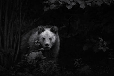 Portrait of bear in forest